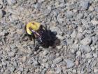 thumbs/Bubble Bee John Day Dam Park OR.jpg